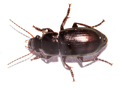 Harpalus affinis